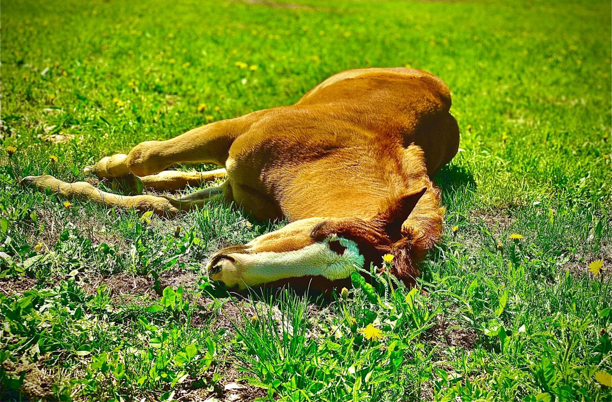 Oberprantschoellhof - Horse Mountain Stable Μπρεσανόνε Εξωτερικό φωτογραφία