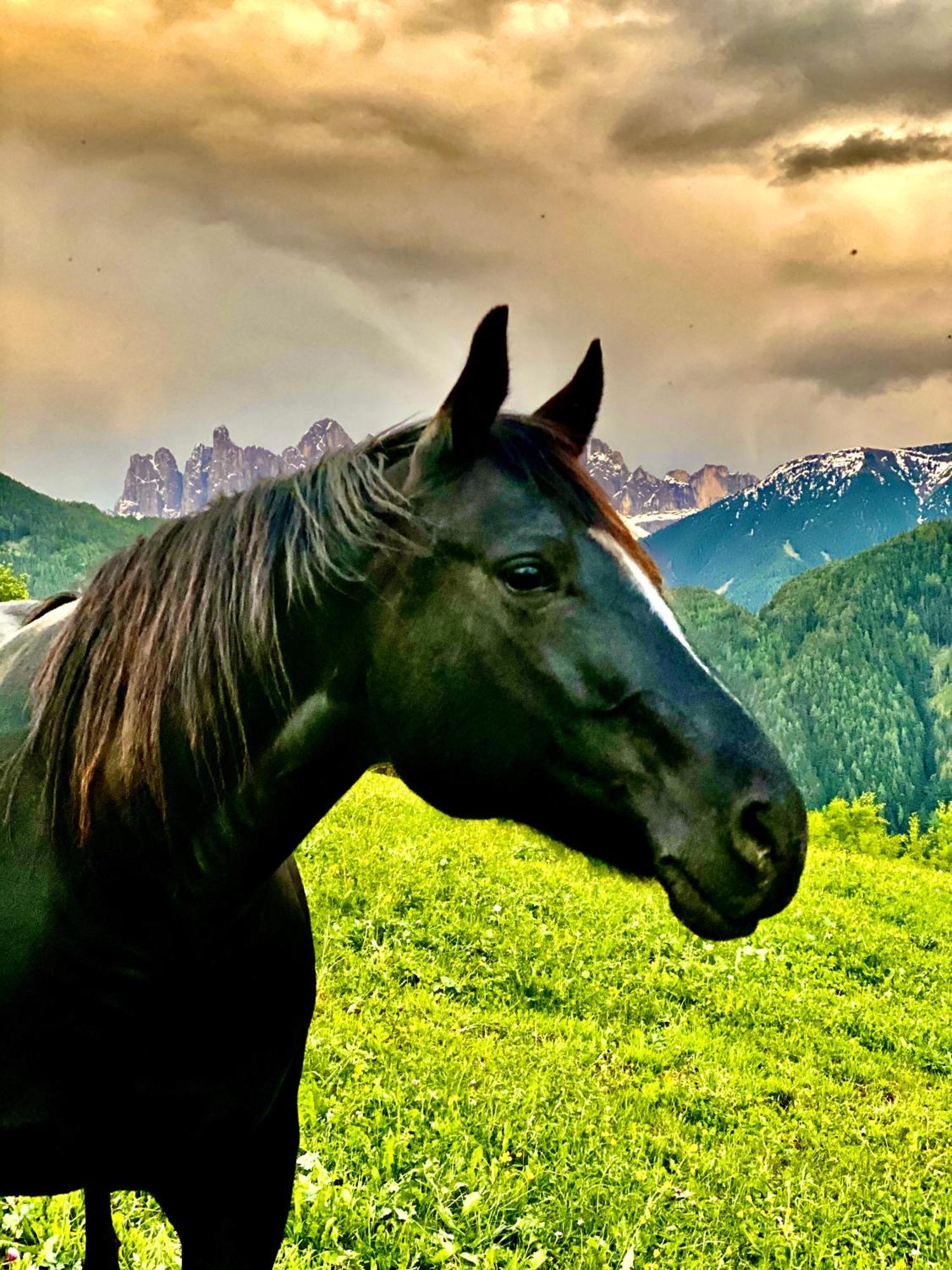 Oberprantschoellhof - Horse Mountain Stable Μπρεσανόνε Εξωτερικό φωτογραφία