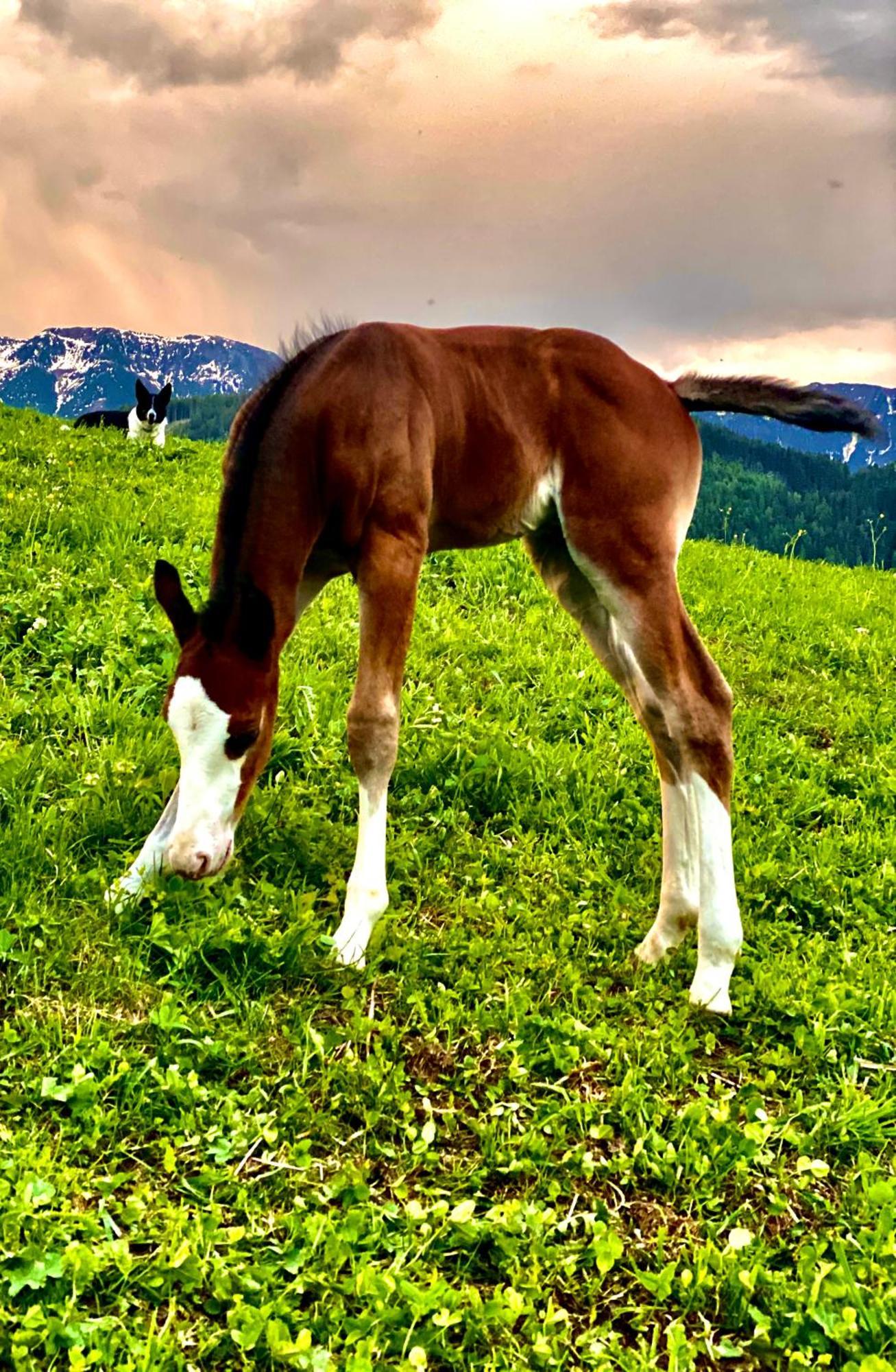 Oberprantschoellhof - Horse Mountain Stable Μπρεσανόνε Εξωτερικό φωτογραφία
